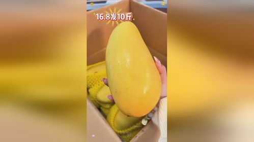 海南金煌芒 優(yōu)質農產品的鮮美代表